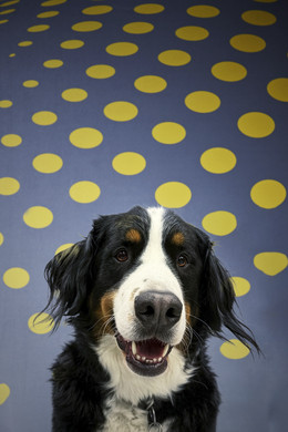 Hund